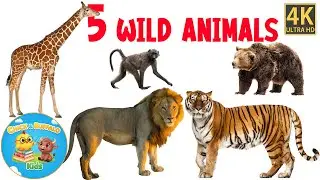  Animal Sounds for Children | Learn English for Kids | Chick & Buffalo Kids
