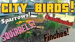 City Birds! May 6 2024 TV for CATS!!!