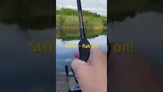 Strike - fish on #fishing #begginers #carp #fish #fishingequipment #strike