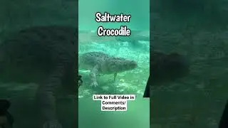 Crocodile Compilation St. Augustine Alligator Farm