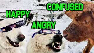 Watch My Farm Animals React to Total Eclipse