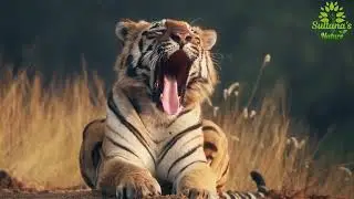 वन्यजीव संरक्षण क्या है? संकट, कारण और समाधान | Wildlife Conservation in Hindi | Nature in Sultana