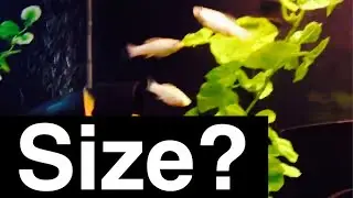 How Big do Molly Fish Grow? Lifespan?