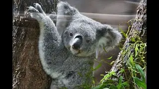 Koala gone astray: animal becomes a bizarre supermarket visitor!