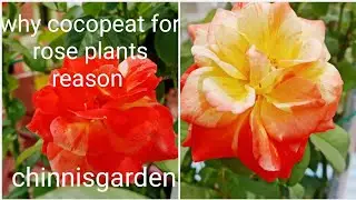 Why iam using different media for Rose plants reason details which channel iam following #ytvideo 