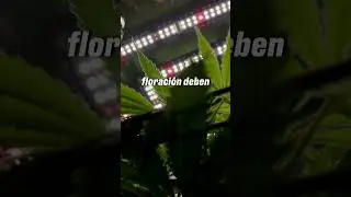 Por qu&eacute; no retrasar el cambio de fotoper&iacute;odo?