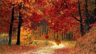 BITE SIZED CALM MOMENTS 🍂 Autumn in America ['A brief guided meditation for sleep.&rdquo;]