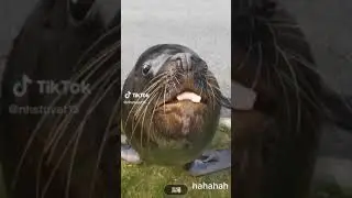 The Dugong Eat fish