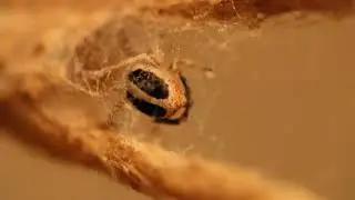Stegodyphus lineatus spinning its silk web