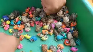 Mencari ikan buntal dan lobster, kerang, ikan hias laut, keong, kepiting, belut laut, goldfish