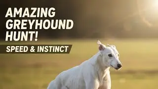 Greyhound Hunting Skills! 🐕💨 | Fast White Dog in Action