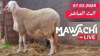 MAWACHI LIVE 07.03.2024 || مواشي البث المباشر