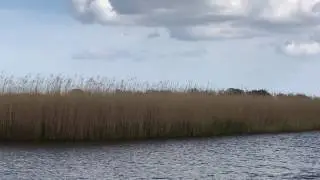 Marsh harrier hunting over the reed beds at Hickling Broad, Norfolk Broads April 2017