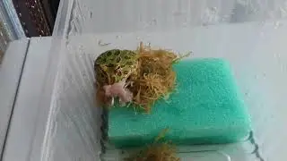 Кормление Лягушки рогатки Кранвелла Ceratophrys cranwelli
