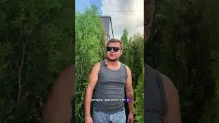 Туя  #питомникрастений #растения #ландшафтныйдизайн #туясмарагд #plants   #сад #дача #garden