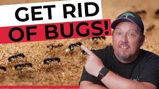 How to Choose the Right Pest Control Company for Your Home