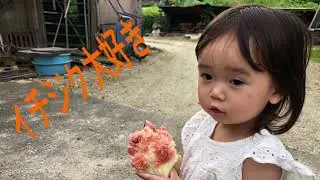 Vlog#40イチジク大好ききりのちゃん