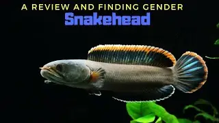Beautiful Predator Fish Ever | Snakehead...