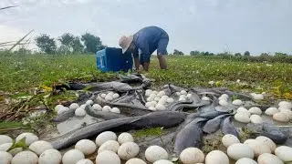 Best hand fishing/ A fisherman catch a lot of fish under moss by hand 