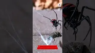 Worried about redback spider bites?  #pestcontrolmelbourne