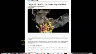 ELA Friday - The Lesser Long-Nosed Bat