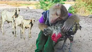 WoW SokYaa Hug ToTo Warmly, Very Harmony Animals