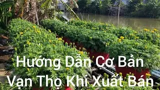 Hướng Dẫn Cơ Bản Khi Xuất Bán Vạn Thọ 