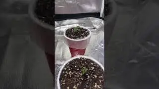 Veg week 3 of weed plants is here!🌱 Overwatering can't stop us💧Progress update time🌿🚀 #WeedVeg