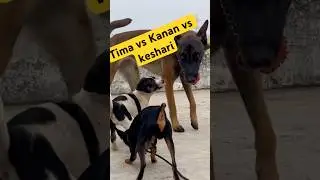 Big vs Small Siblings 😄 | Keshari Malinois vs Kanan Min Pin & Tima Basenji 🐕🌅