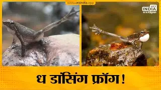 Beauty Of Nature : The Dancing Frog | Dancing Frogs Of India | Nature TV