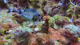 Truk fish eating off the coral VERY Close