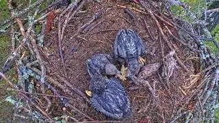 EP#392 #baldeagle Review birds in nest with nature #birdslovers #birdsounds #birdsnest #wildbirds