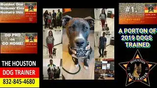 2019 Professional Dog Training in Houston TX #1 PRO DOG TRAINER