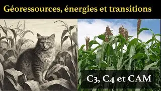 Les photosynthèses C3, C4 et CAM