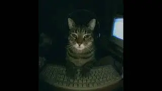 大好きです
