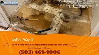 Mold Testing Laurelhurst Portland Oregon - Pure Maintenance Portland - 503-461-1006