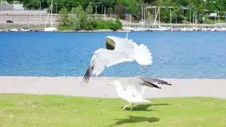 The Birds (2022) Bern Convention on the Conservation of European Wildlife and Natural Habitats 1979