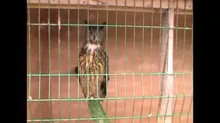 Tammy the European Eagle Owl