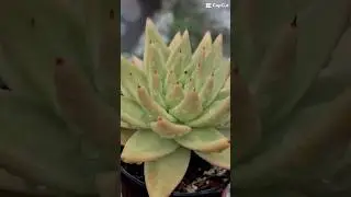 Succulent FSFR #sukulen #succulent