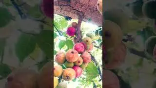 #shorts beautiful nature #forest #nature #wild #creatures #photography #spritual#fruits