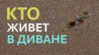 What do bed bugs look like on a sofa?
