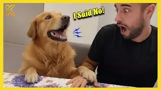 🐕 When Adorable Dogs Freak Out and Start Arguing with Their Owners 🤣 Funniest Dog Reactions!