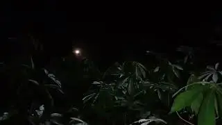Suara alam suara katak suara serangga Hutan disaat sinar bulan mulai redup ~ASMR