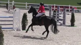 CIMBURA (Calido I x Eyken des Fontenis x Qredo de Paulstra) *2011