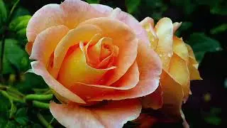 &laquo;Распустившиеся розы&raquo; RELAX ART THERAPY improvisation piano Victor Mikhailovich Anokhin