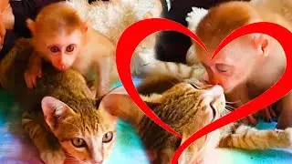 Spoiled baby  monkey  Mamo has kissed adorable cat