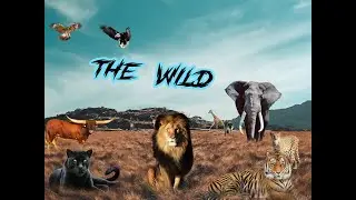 The Wild ( PhotoShop Manipulation)||||| PHOTOSHOP MANIA||||| #surrealism #photoshop #thewild