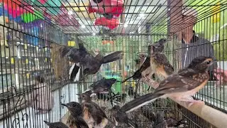 Datang Murai Medan Trotol Pastol Mulai 170k Saja, Juga Trima Setor 089628101130