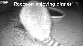 Raccoon enjoying dinner! #urbananimalcam #raccoon 