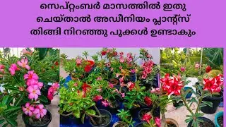 How to Grow Multiple Branches in Adenium Plant#Bushy type Adenium Making|Adenium plants|September #